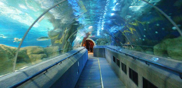Hersteller Tunnel Aquarium